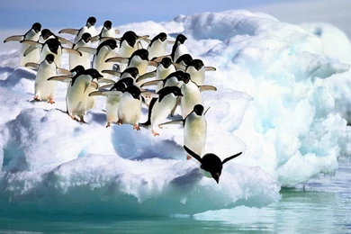 New Cute Penguin Wallpapers HD Resolution