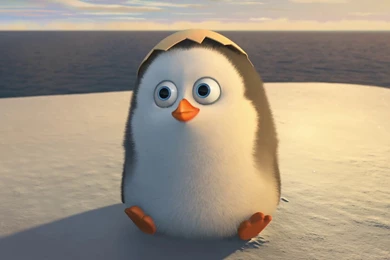Penguin HD Wallpapers And Pictures