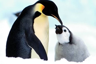 Cute Baby Penguins Wallpapers