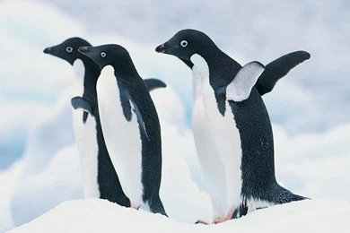 Penguin Wallpapers High Quality Resolution   Kemecer.com