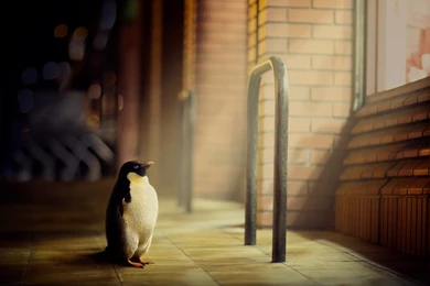 Cute Little Penguin Wallpapers HD For Desktop & Mobile