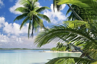 Latest Nature Beauty Flowers Windowss Wallpaper, HQ Backgrounds ...