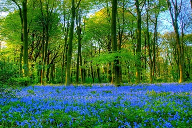 Gorgeous Blue Bells Wallpapers