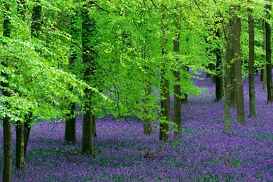Nature: Blue Bells And Beech Trees England, Created By Si watson ...