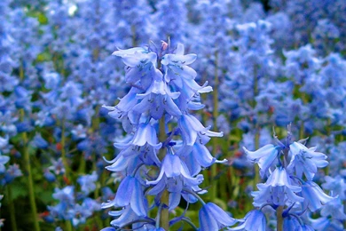 Field Of Bluebells   (
