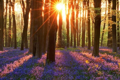 Bluebells Wallpapers   (