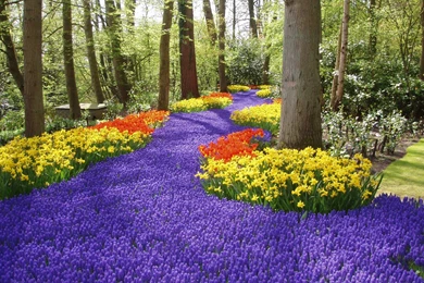 Blue Bells Wallpapers