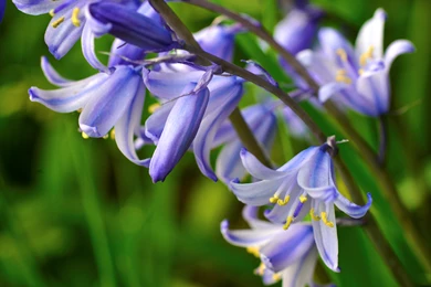 Gorgeous Blue Bells Wallpapers
