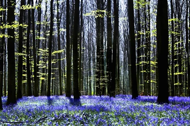 Dark Tree And Bluebells   Wall Mural & Photo Wallpapers   Photowall