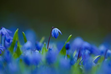 Gorgeous Blue Bells Wallpapers