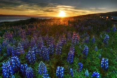 Flowers Skyscapes Bluebells Wallpapers