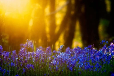 Light Nature Flowers Grass Blue Bluebells Wallpapers
