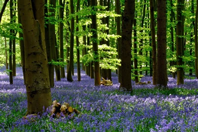 Gorgeous Blue Bells Wallpapers