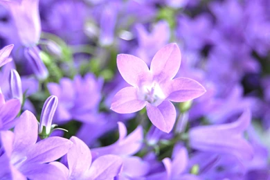 Bluebell Download Wallpapers