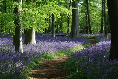 Download Wallpapers, Download 1600x1200 Bluebells Grass Bluebell ...