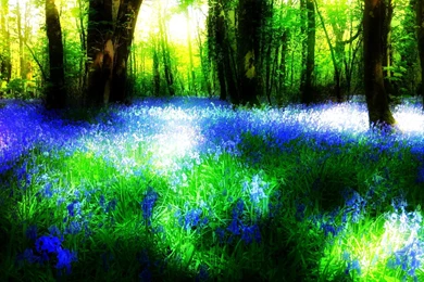 BLUEBELL FANTASY WALLPAPER   (
