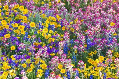 Multicolor Flowers Spring Texas Wildflowers Bluebells Wallpapers ...