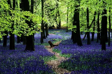 Enchanted Forests Carpeted In Beautiful Bluebells