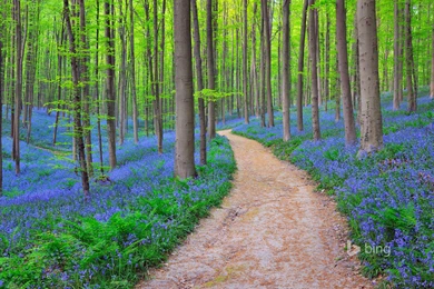 Bluebells In Halle's Forest, Halle, Vlaams Gewest, Brussels ...