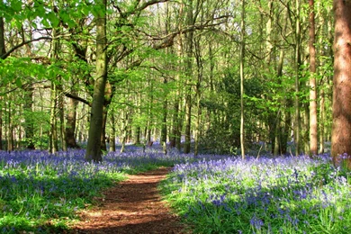 Bluebells In The Cotswolds   Cotswold Family Holidays