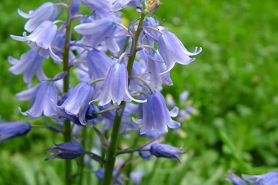 Wallpapers Early Spring Pictures Bluebells 69529.6 1024x768 ...