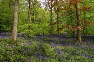 Bluebells Wallpapers >> Backgrounds With Quality HD