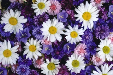 Download Wallpapers Daisies, Cornflowers, Bluebells, Flowers ...