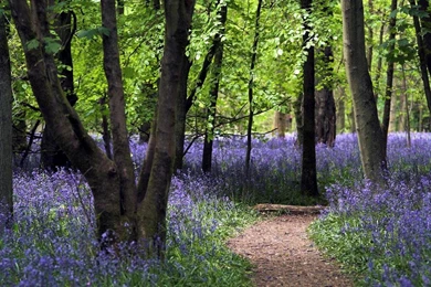 BLUEBELL PATH WALLPAPER   (
