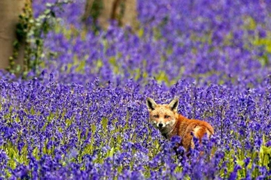 Other: Fox Flowers Bluebells Midst Field Bluebellfield Images For ...