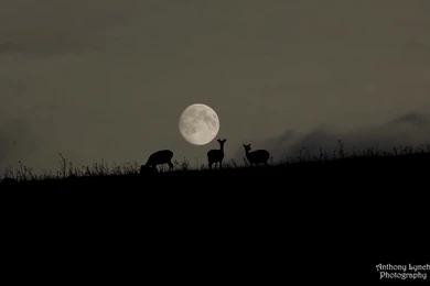 Under A Harvest Moon