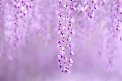 Purple Wallpapers