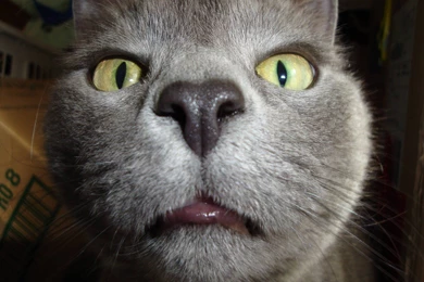 Funny Cats Saying Funny Things With Guns Free DonwloadImage 5 Of 5 ...