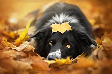 Free Dog Mac Wallpapers, iMac Wallpapers, Retina MacBook Pro ...