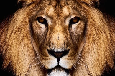 Download King Lion HD Wallpapers For iPhone 6 Plus   HDwallpapers.net