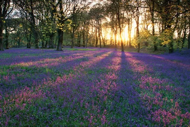 Nature Wallpapers Free Download Collection (42+)