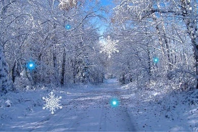 Winter Forest Live Wallpapers   Android Apps On Google Play