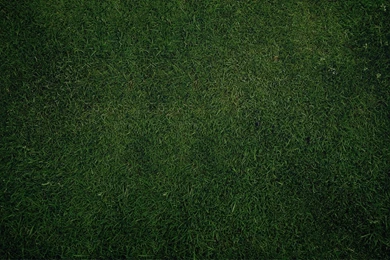 1280x800 Green Grass Backgrounds Desktop PC And Mac Wallpapers