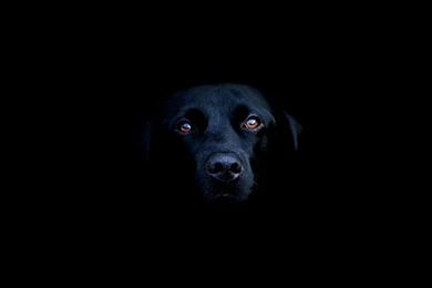 Dogs,Labrador Retriever Dogs Labrador Retriever Black Backgrounds ...