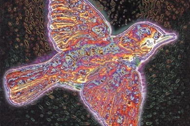 Widespread Panic Til The Medicine Takes Album Cover, Widespread ...