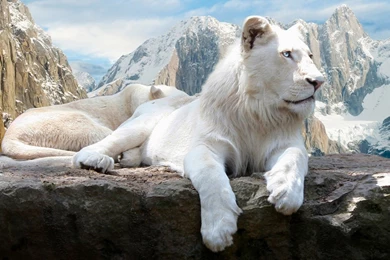 Lion White Lion Wallpapers For Desktop Free Download – Fine HD ...