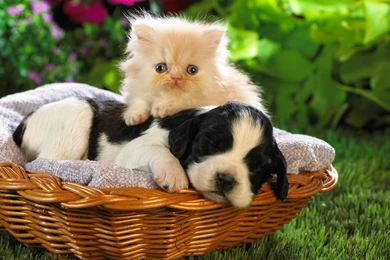 Cute, Animals, Wallpapers, Desktop, Buddies, Walls, Basket (