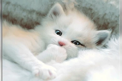 Animal Cat Very Cute Animals Cats Hd Desktop Wallpapers   PetPictures