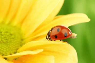 Ladybug High Definition Wallpapers Lovely Desktop Backgrounds ...