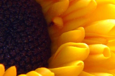 Sunflower For Galaxy Note 3 Wallpapers   Android Wallpapers Free ...