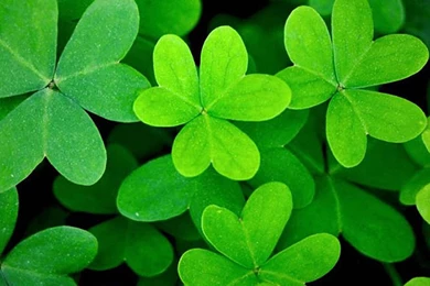 Cute Leaves Samsung Galaxy Note 3 Wallpapers HD 1080x1920