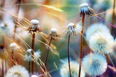 Sunshine DandelionSamsung Wallpapers Download