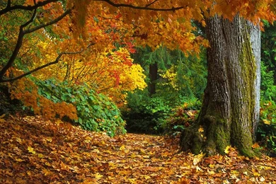 Fall Thanksgiving Wallpapers   Wallpapers Cave