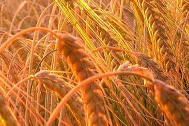 2015 Thanksgiving iPhone 6 Wallpapers   Fashion Blog