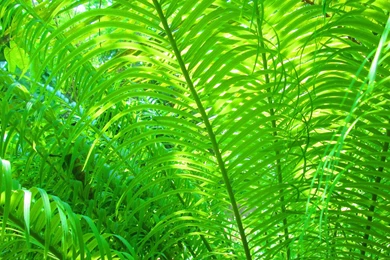 Fern HD Heavenly Wallpapers Free HD Wallpapers   Download Fern HD ...