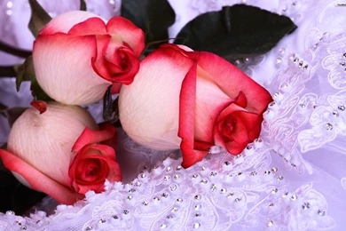 YouWall   Roses Wallpapers   Wallpaper,wallpapers,free Wallpapers ...